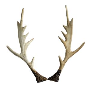 2 teiliges Geweih-Set mieten B33 cm