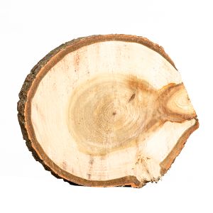 Baumscheibe - Untersetzer mieten - D 20 cm