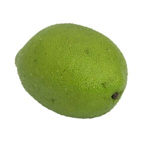 Deko-Limette mieten D 5,5 cm