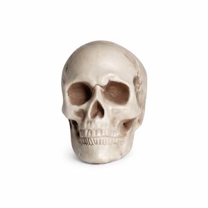 Deko Schaedel Mieten