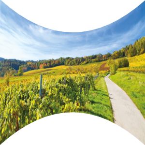 Weinland Motivbanner mieten