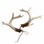 2 teiliges Geweih-Set mieten B 14 cm