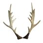 2 teiliges Geweih-Set mieten B33 cm