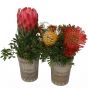 Arrangement AfricanDinner