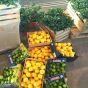 CitrusKick