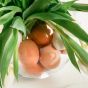 Eier Vase - EierSpass Dekobox Verleih 