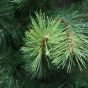 künstlicher Weihnachtsbaum mieten  H 400 cm