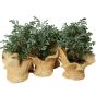 Mini-Tannenbaum - Knusper Knaeuschen Dekobox Verleih 