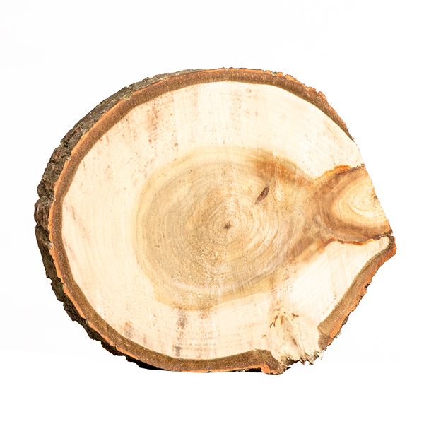 Untersetzer Baumscheibe D20 cm