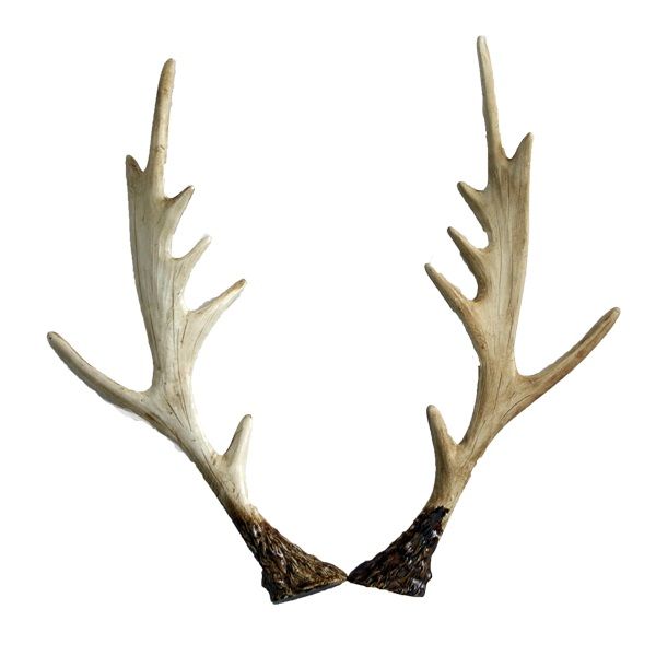 2 teiliges Geweih-Set mieten B33 cm