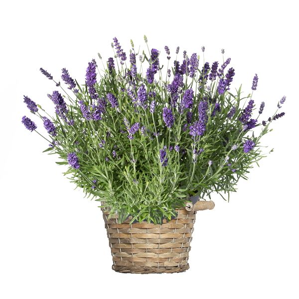 Topf Lavendel