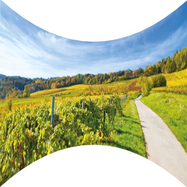 Weinland Motivbanner mieten